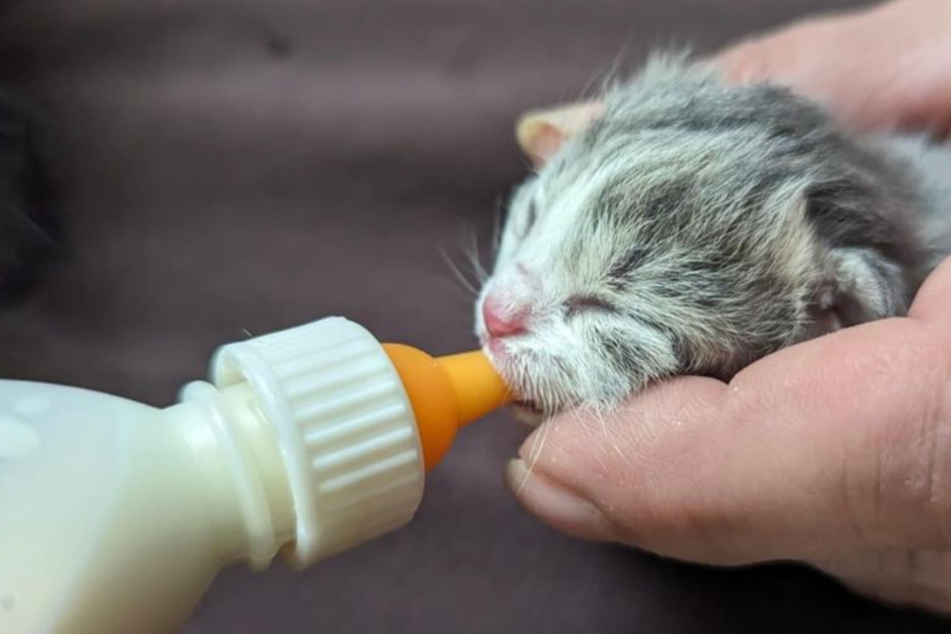 Tierheim erstaunt über Negativtrend: Diese winzigen Babykatzen lösen Wut aus