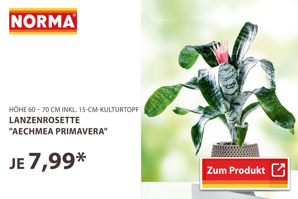 Lanzenrosette "Aechmea Primavera"