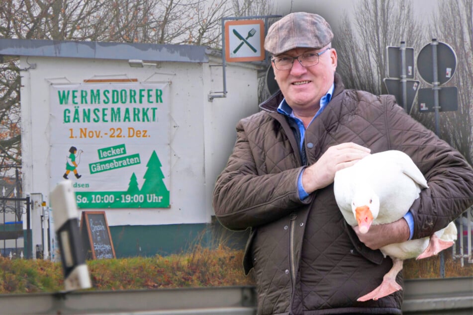 Vogelgrippe! Sachsens größter Geflügelzüchter muss 6500 Zuchtgänse töten