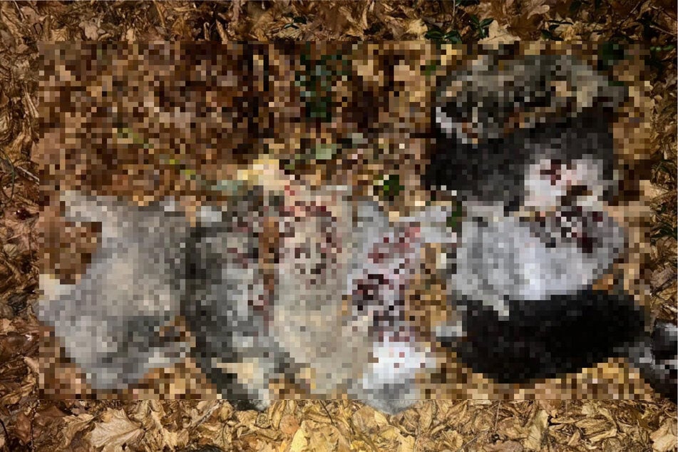 Verdacht der Tierquälerei: Tote Kaninchen im Wald aufgestapelt