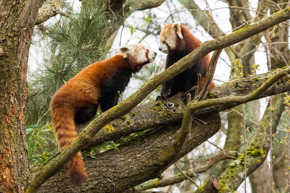 Jackie (4) und Shan (9 Monate) können allem Anschein nach gut miteinander.