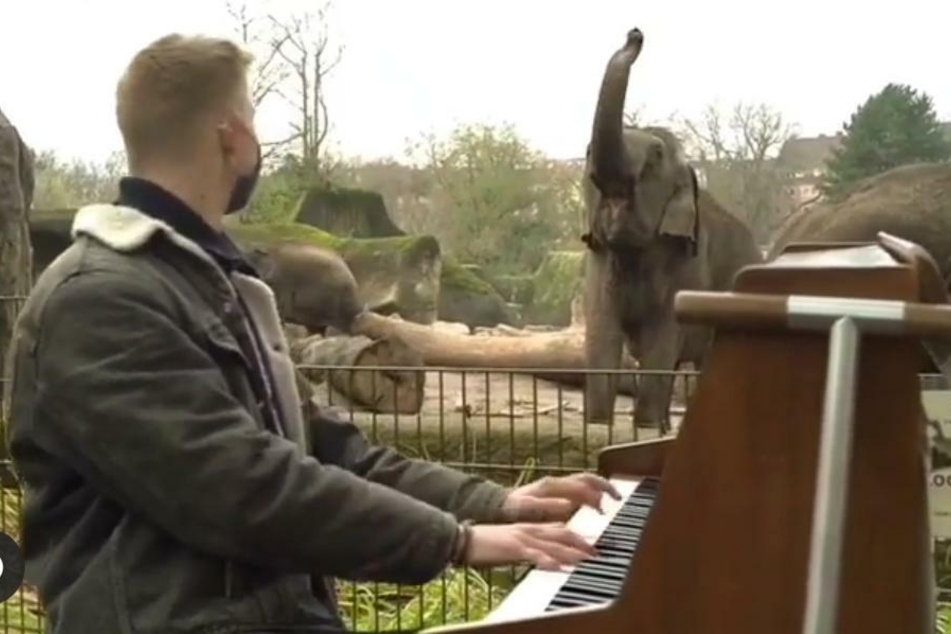 Pianist überrascht Tiere im geschlossenen Zoo!