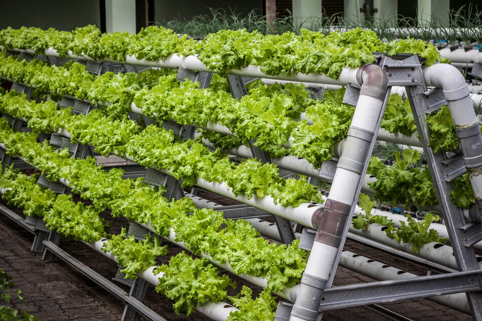 A vertical farm built primarily out of PVC piping with metal framing, showing that systems can be built of low-cost materials, and eliminate concerns of soil depletion. (Stock image).