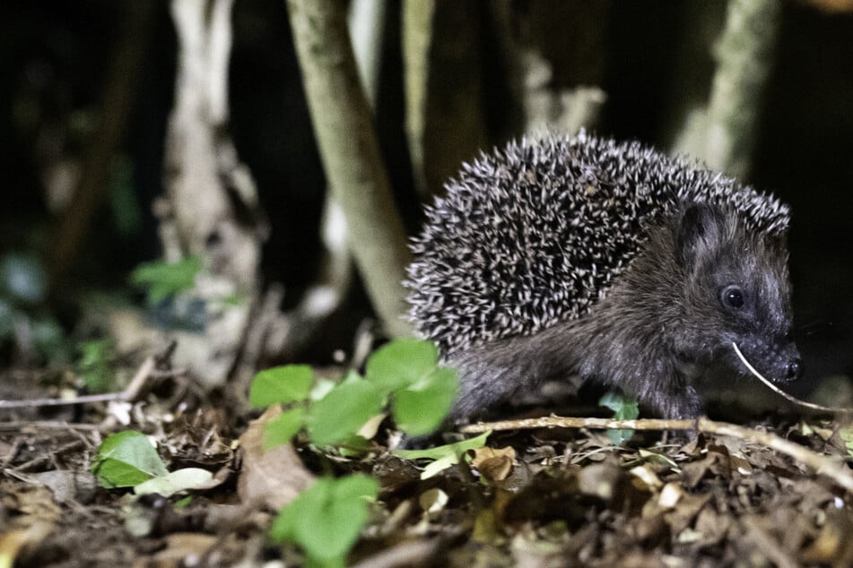 Der Mann hatte sich auf dem fremden Grundstück einen Igel geschnappt und mehrfach auf den Boden geschlagen. (Symbolbild)