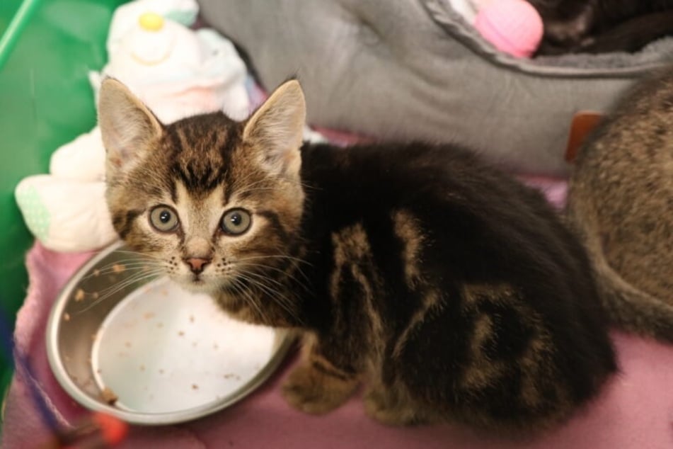 Kater Moritz sehnt sich nach einem eigenen Zuhause, in dem er geliebt wird.
