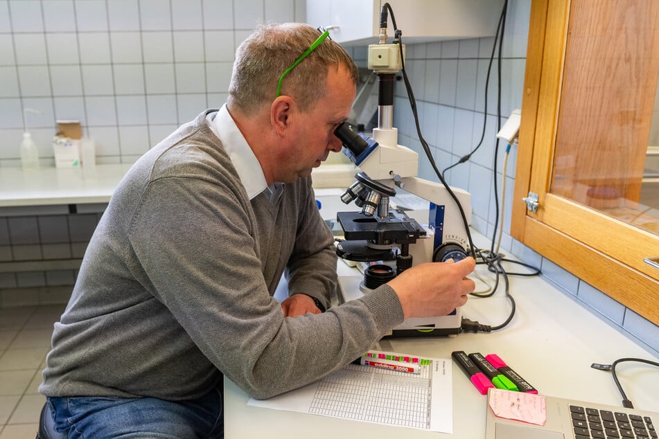 Unter dem Mikroskop wird die Beweglichkeit der Samenzellen kontrolliert und werden die Werte kontrolliert.