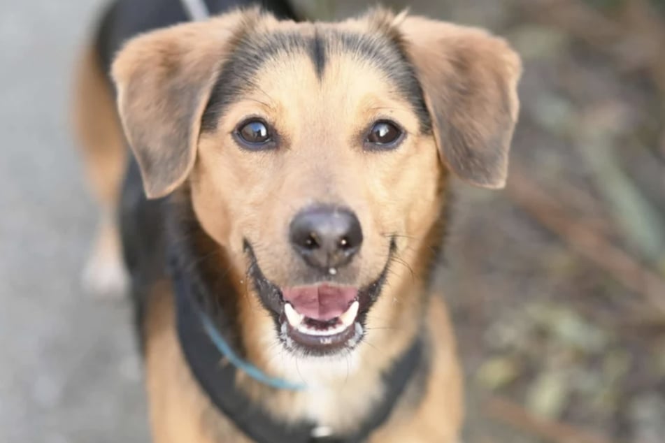 Terrier-Mix Bobby (2) lebt seit etwa einem halben Jahr im Berliner Tierheim.
