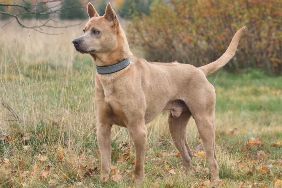 Thai Ridgeback ist eine sehr reine Hunderasse.