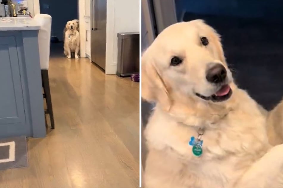 Golden Retriever will Leckerli haben: Was er dafür tut, bringt Millionen zum Lachen