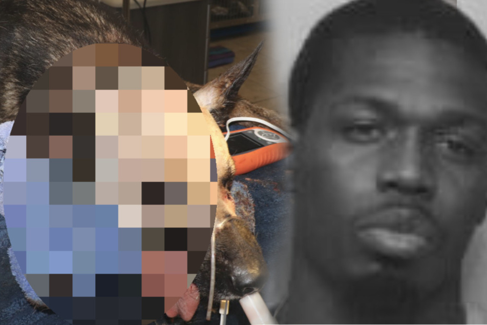 Einbrecher sticht auf treuen Polizeihund mit Küchenmesser ein