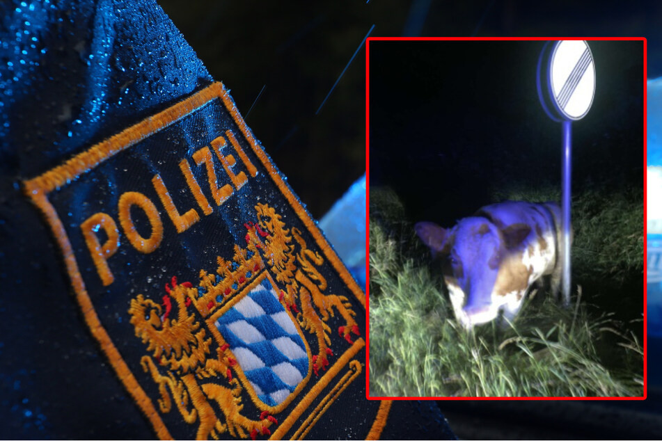 Mit einem Abschleppseil ist ein entlaufenes Rind in der Oberpfalz von Polizisten eingefangen und an ein Verkehrsschild gebunden worden.