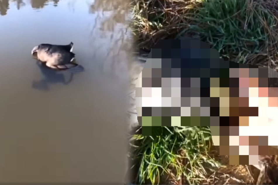 Wanderer entdeckt kurioses Tiergeflecht im Wasser und traut seinen Augen nicht, als er näher hinschaut