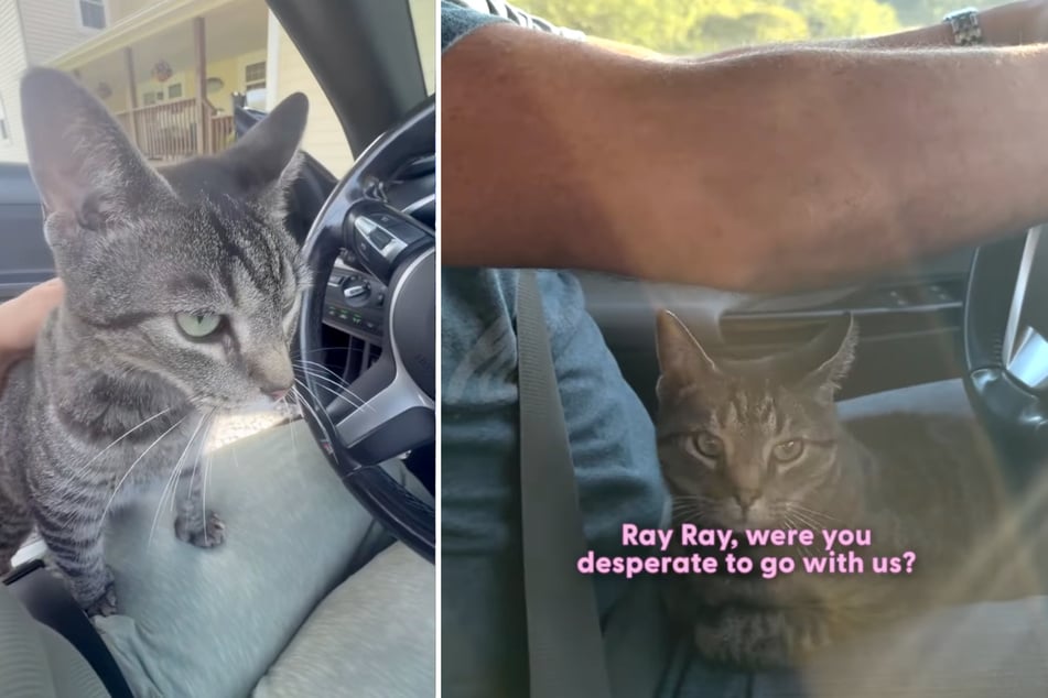 Kater "Ray Ray" hatte sich 160 Kilometer auf dem Dach des Autos festgeklammert.