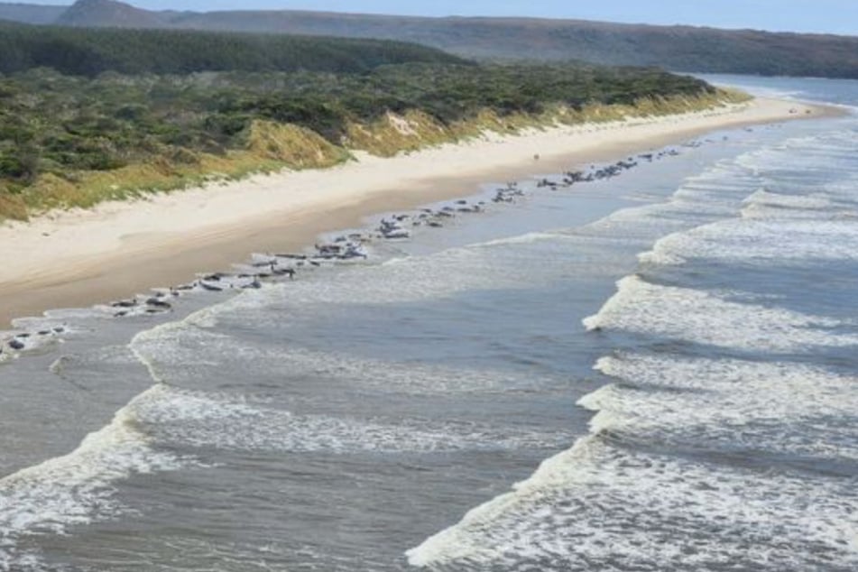 Hordes of whales die as beach rescue ramps up in Tasmania