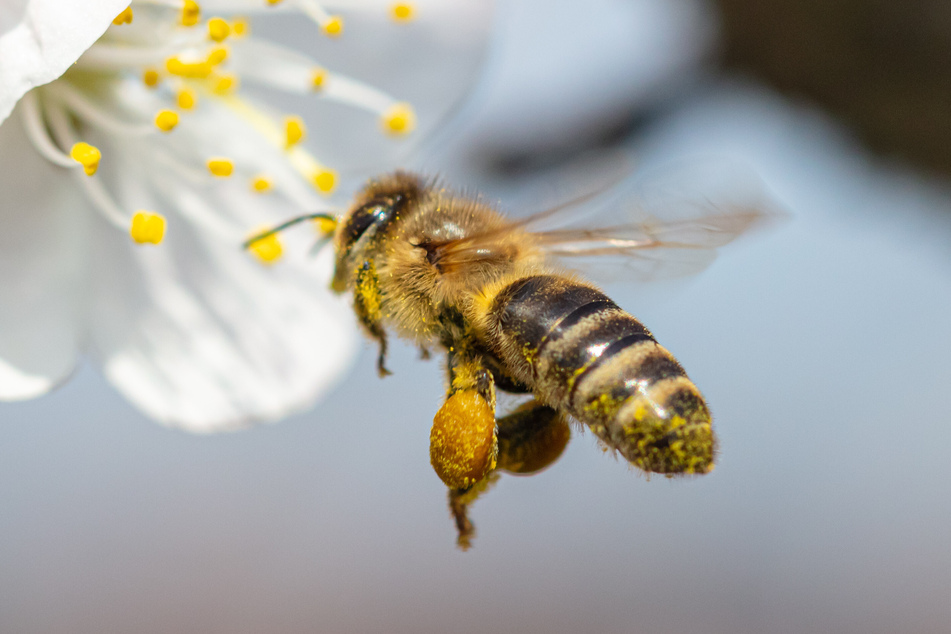Beim Sammeln von Nektar bestäuben Bienen die Pflanzen in den Gärten.