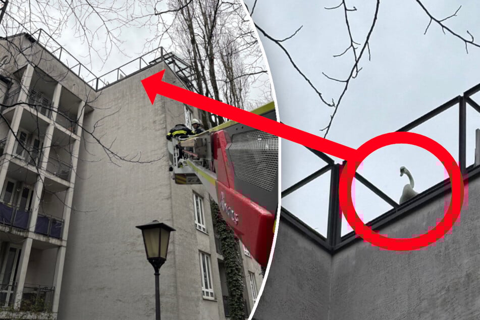 München: Schwan sitzt auf Hausdach fest! Tierischer Einsatz in Schwabing