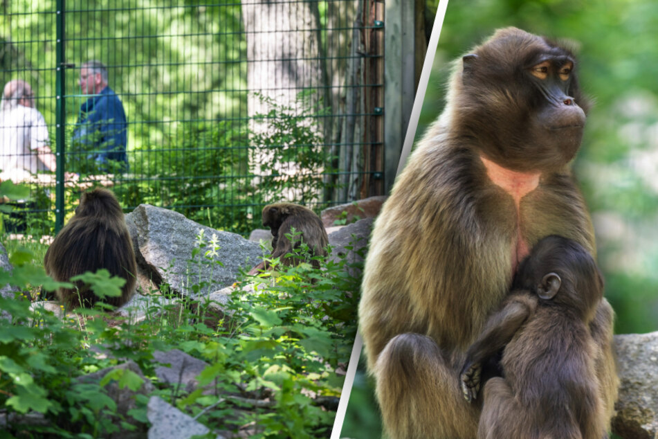 Mehr Platz für Affen: Neues Gehege im Chemnitzer Tierpark