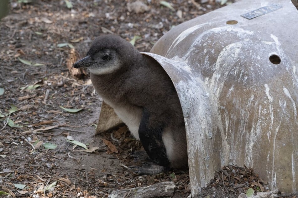 A baby African Penguin emerges from the artificial burrow in which it nests at the Boulders penguin colony in South Africa.