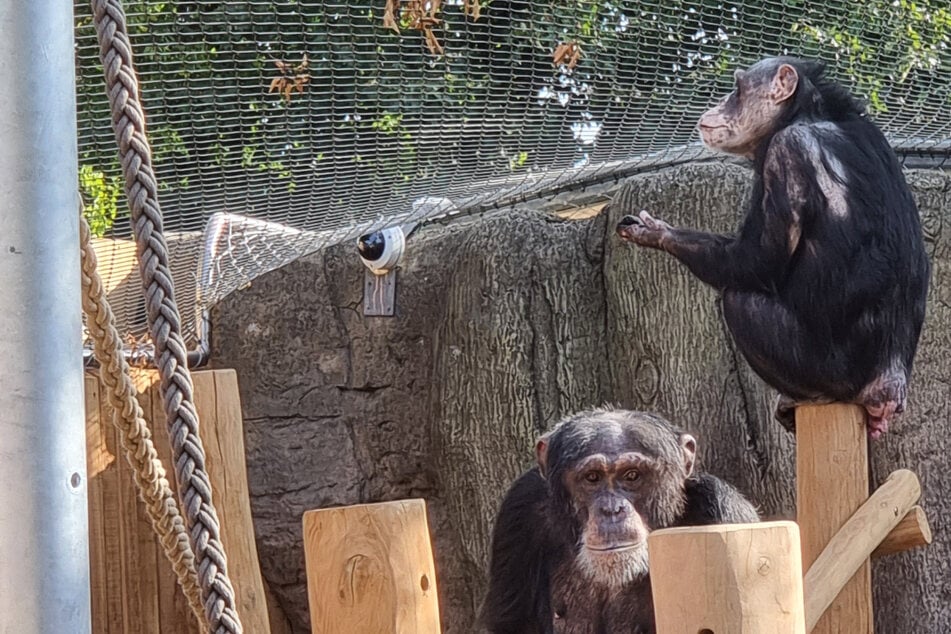 Schimpansen-Duo überlebte verheerenden Brand, jetzt ist ihr Neustart perfekt
