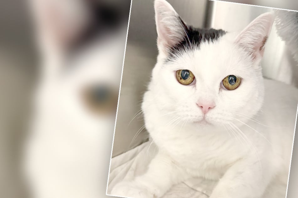 Katze Momo stürzt von Balkon, dann ändert sich ihr komplettes Leben