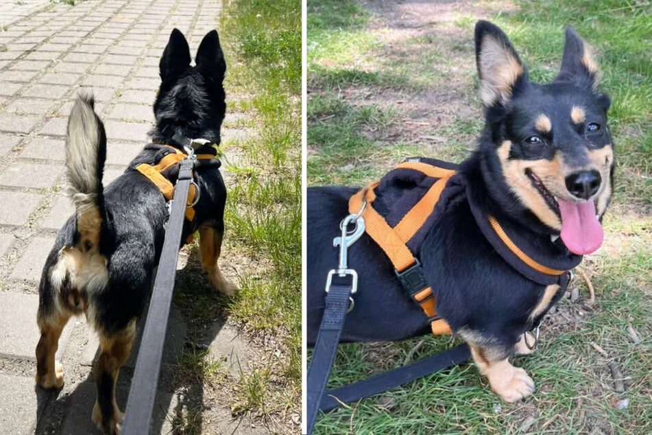 Die kleine Hündin möchte Sicherheit spüren und noch einiges lernen.
