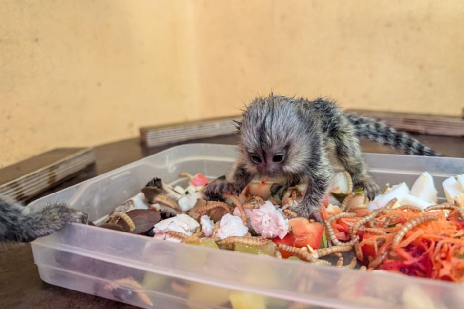 Die Kleinen freuen sich bereits über feste Nahrung.