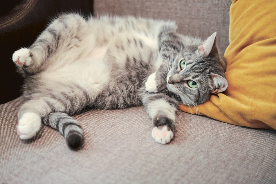 Cats are often very sensitive on their stomachs and don't want to be touched there.