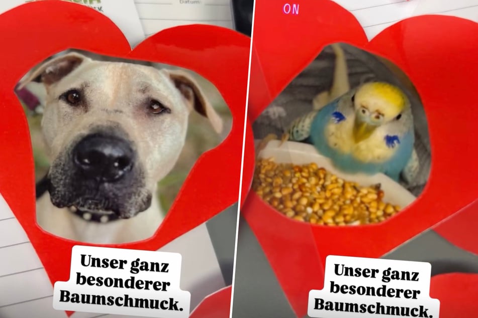 El perro Eddie y el periquito Egon encuentran un lugar fijo en el árbol.