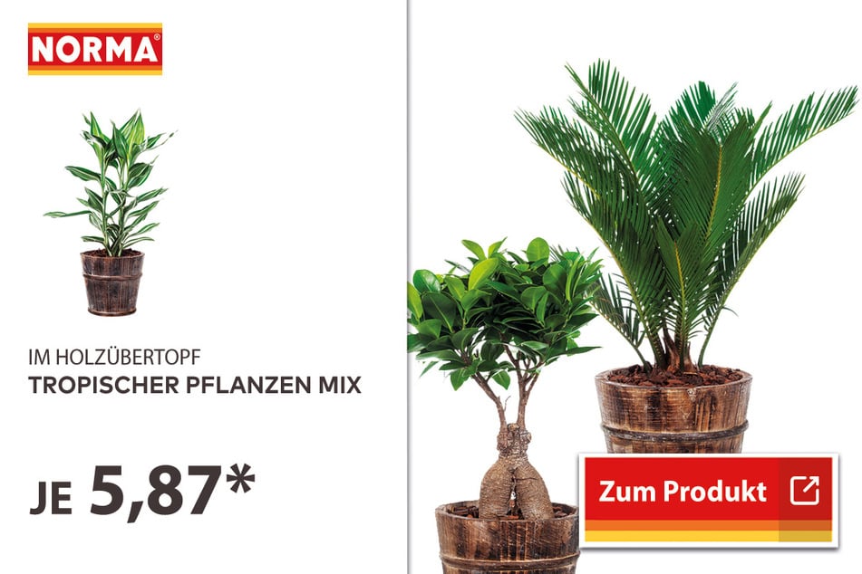 Tropische Pflanzen für 5,87 Euro.