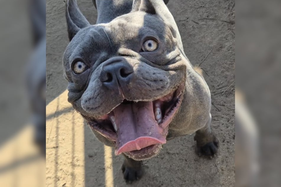 Im Frankfurter Tierheim sitzend, wartet Gizmo darauf, ein Zuhause zu finden, in dem er endlich ankommen darf.