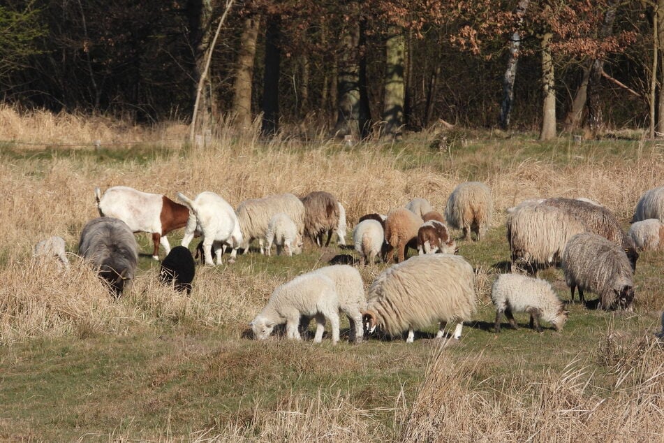 Zum 11. Juni wird die Größe der Herde auf die 2023 hauptvertraglich festgelegten 135 Tiere reduziert, wie eine Sprecherin der BUKEA bestätigte.