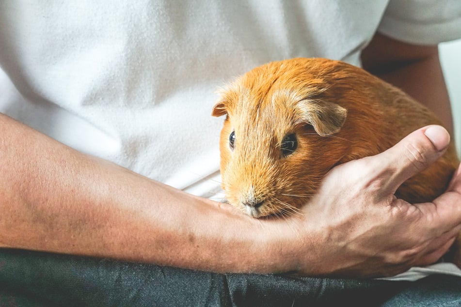 Mit einem sicheren Griff kann man Meerschweinchen hochheben.