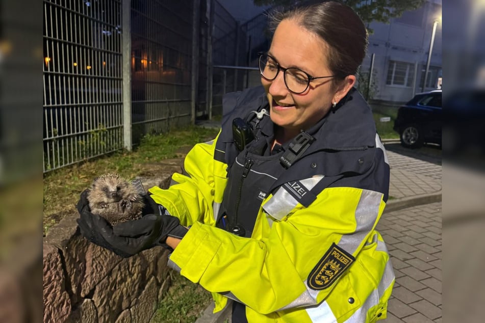 Das Igel-Jungtier wollte die Mauer des Polizeireviers erklimmen.