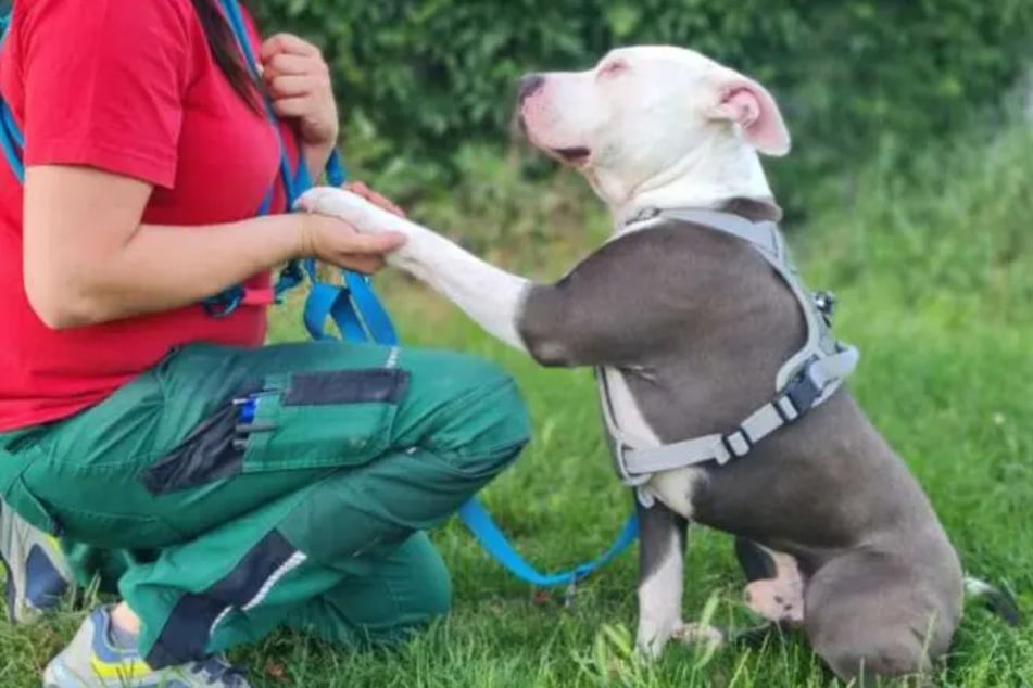 Staffordshire-Mix Milko mag Menschen und findet es klasse, Neues zu lernen.