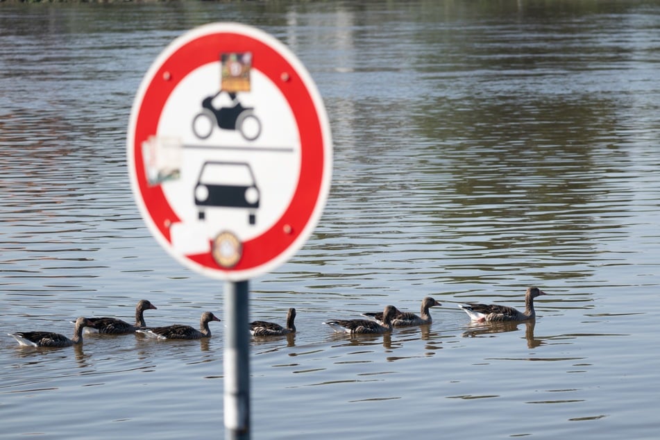 Schon bald soll der Dresdner Elbpegel die 5-Meter-Marke unterschreiten.