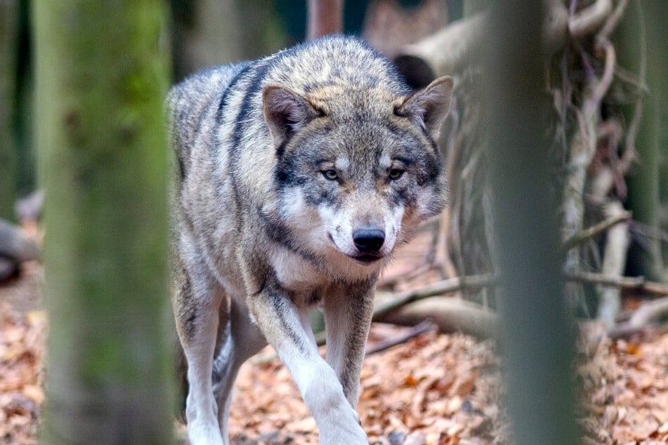 Ein Wolf aus Sachsen-Anhalt schlich kürzlich durchs Ländle. (Symbolbild)