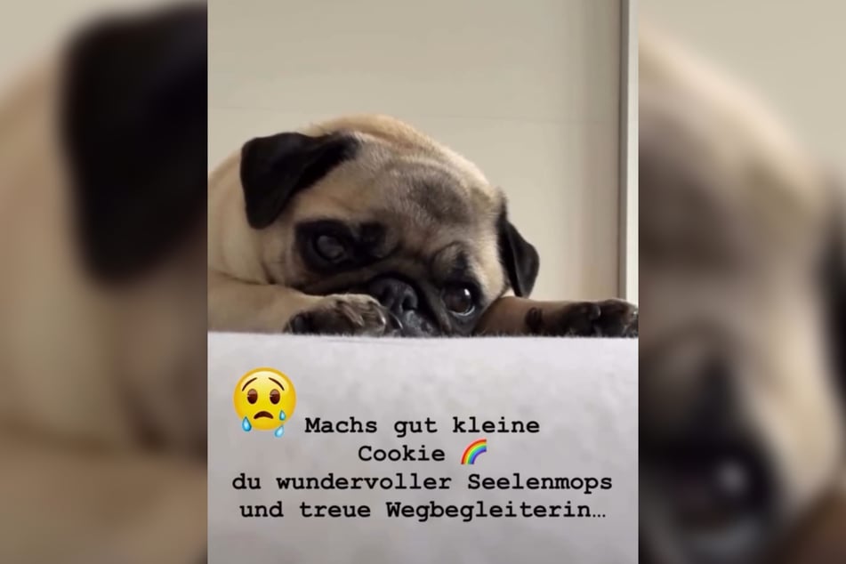 Cookie war neun Jahre lang der "wundervolle Seelenmops" der Familie Kindermann.