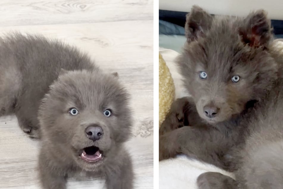 Als sich ein Wolf und eine Hündin paarten, kam der wunderhübsche "River" heraus. Er ist ein blauer Wolfshund.