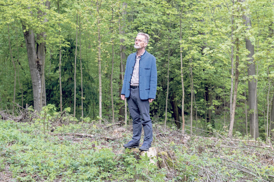 Andreas Roloff (67), Professor für Forstbotanik an der TU Dresden, führt durch den Schlosspark Siebeneichen.