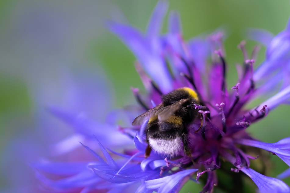 Wildbienen sind wichtige Bestäuber. Ohne sie sähe die Obst- und Gemüseabteilung im Supermarkt traurig aus.