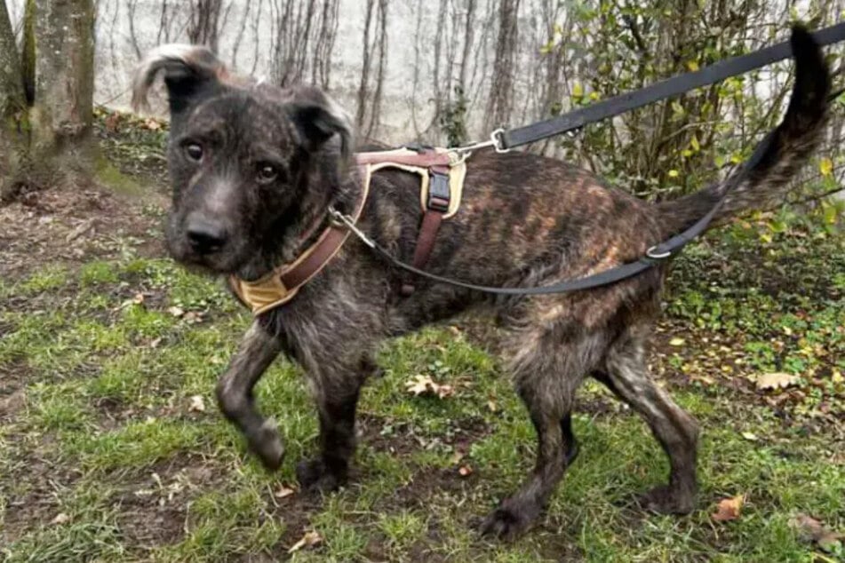 Der süße Schnauzer-Mischling sucht nach einem neuen Zuhause.