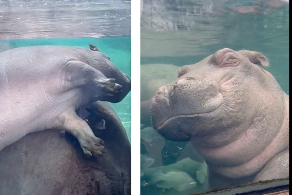 Fritz the baby hippo likes to sleep in strange positions.