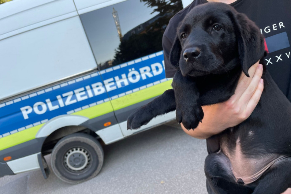 Eines der beiden in Stuttgart geretteten Hundebabys.