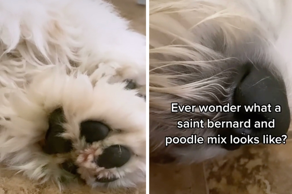 This ridiculously floofy Saint Bernard and Poodle dog mix is "full of spunk!"