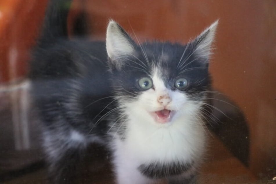 Kater Johnny sucht ein neues Zuhause.