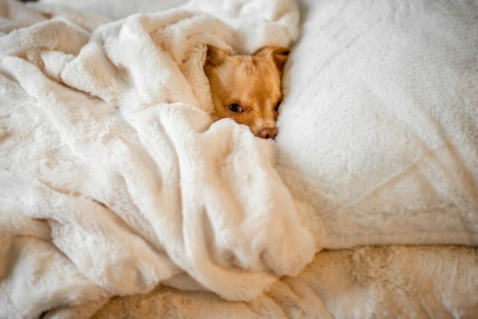 Mhm – der herrlich konzentrierte Duft von Herrchen und Frauchen ist einer der Gründe, warum Hunde gern im Bett schlafen.