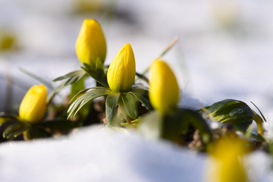 Die ersten Krokusse sprießen schon aus dem Boden: Vom Schnee der letzten Tage ist nicht mehr viel übrig.