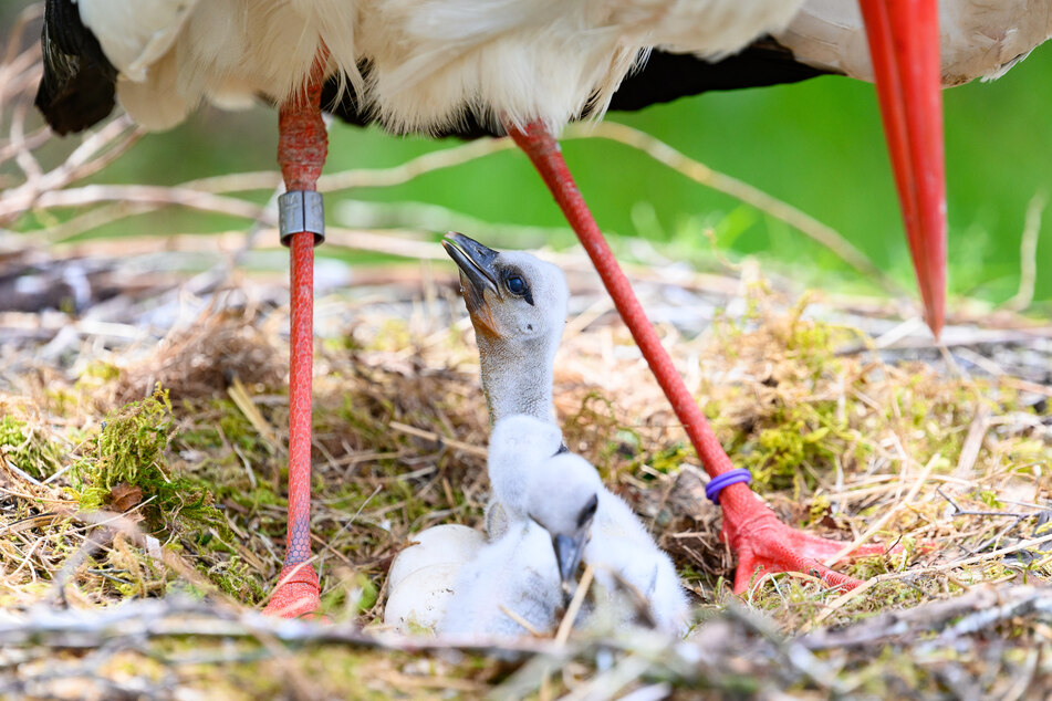 Storchenküken recken sich in Schleswig-Holstein unter ihrem Vater im Nest.