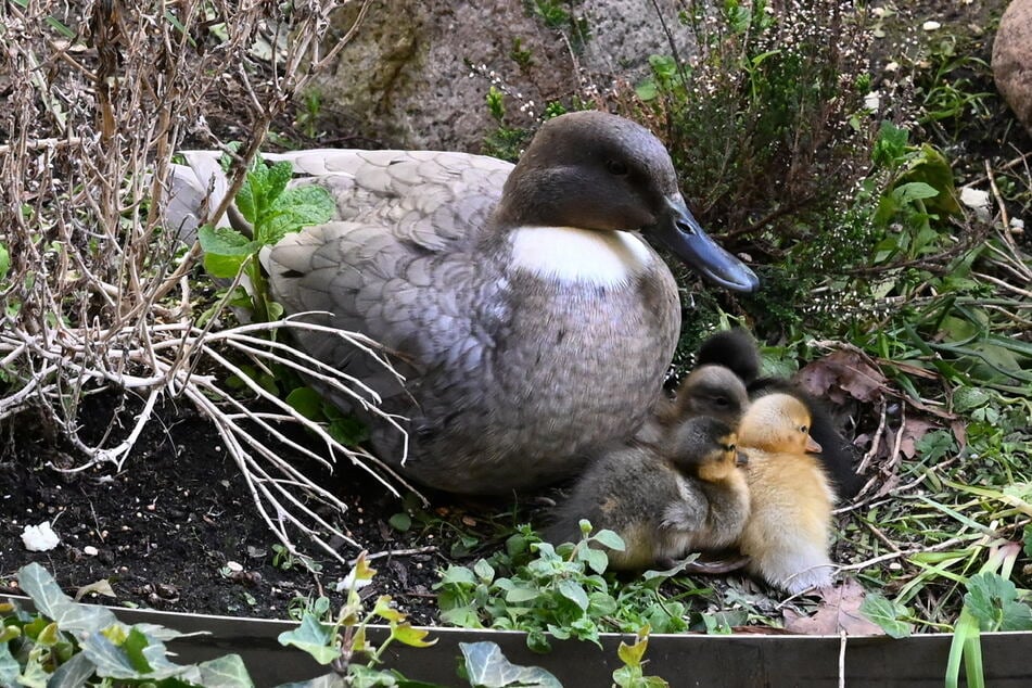 Die frischgebackene Entenmama und ihre vier Schützlinge.