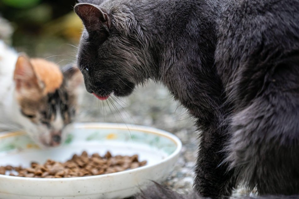 Katze Bettelt Aber Frisst Nicht